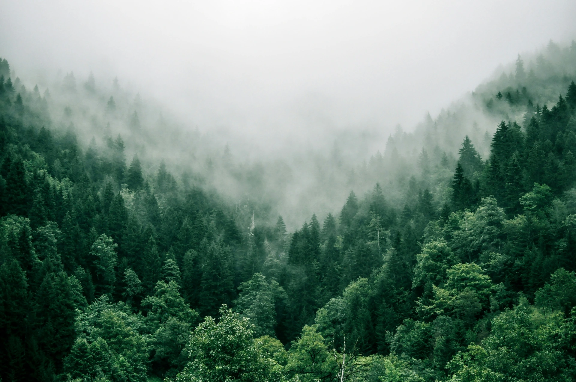 Grüner Wald mit Fichten und Tannen im Gebirge am Morgen mit Nebel.