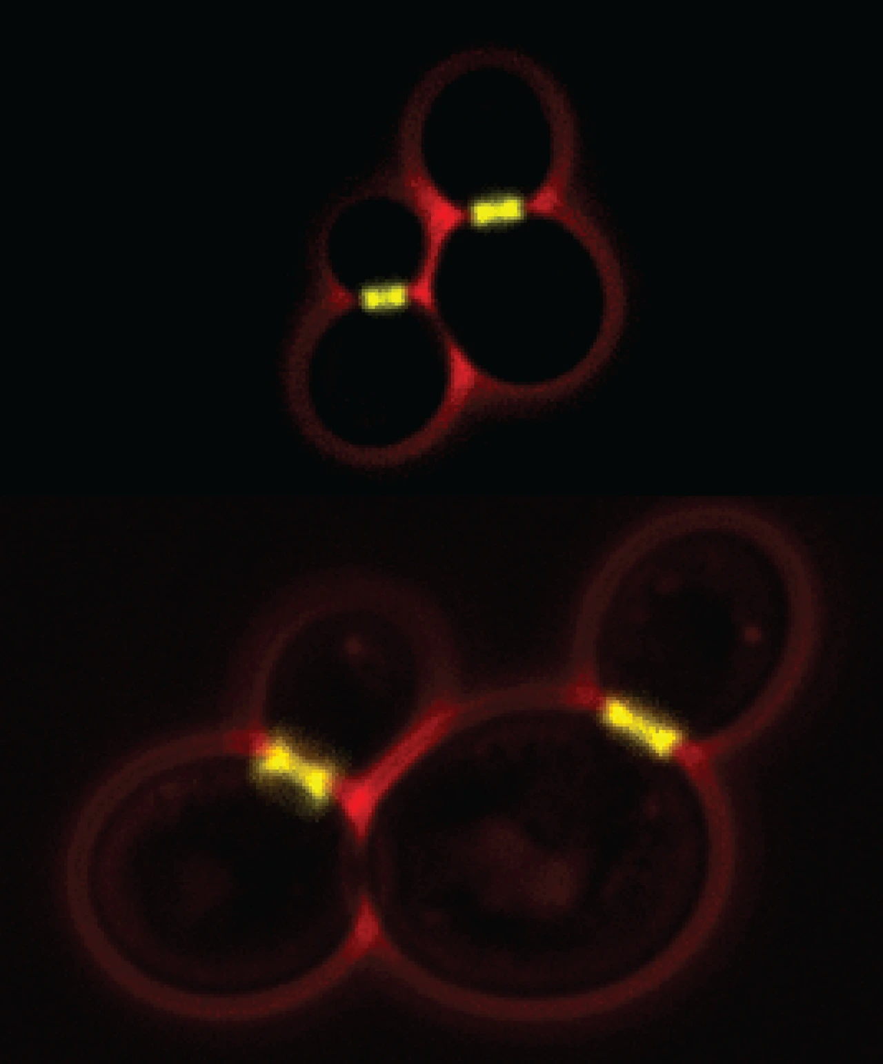 Maintenance_Adaption_Cell_Size