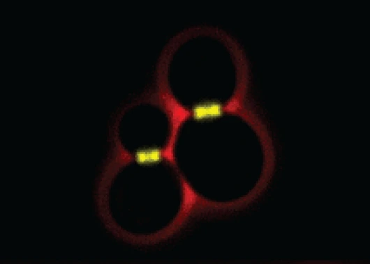picture of yeast cells