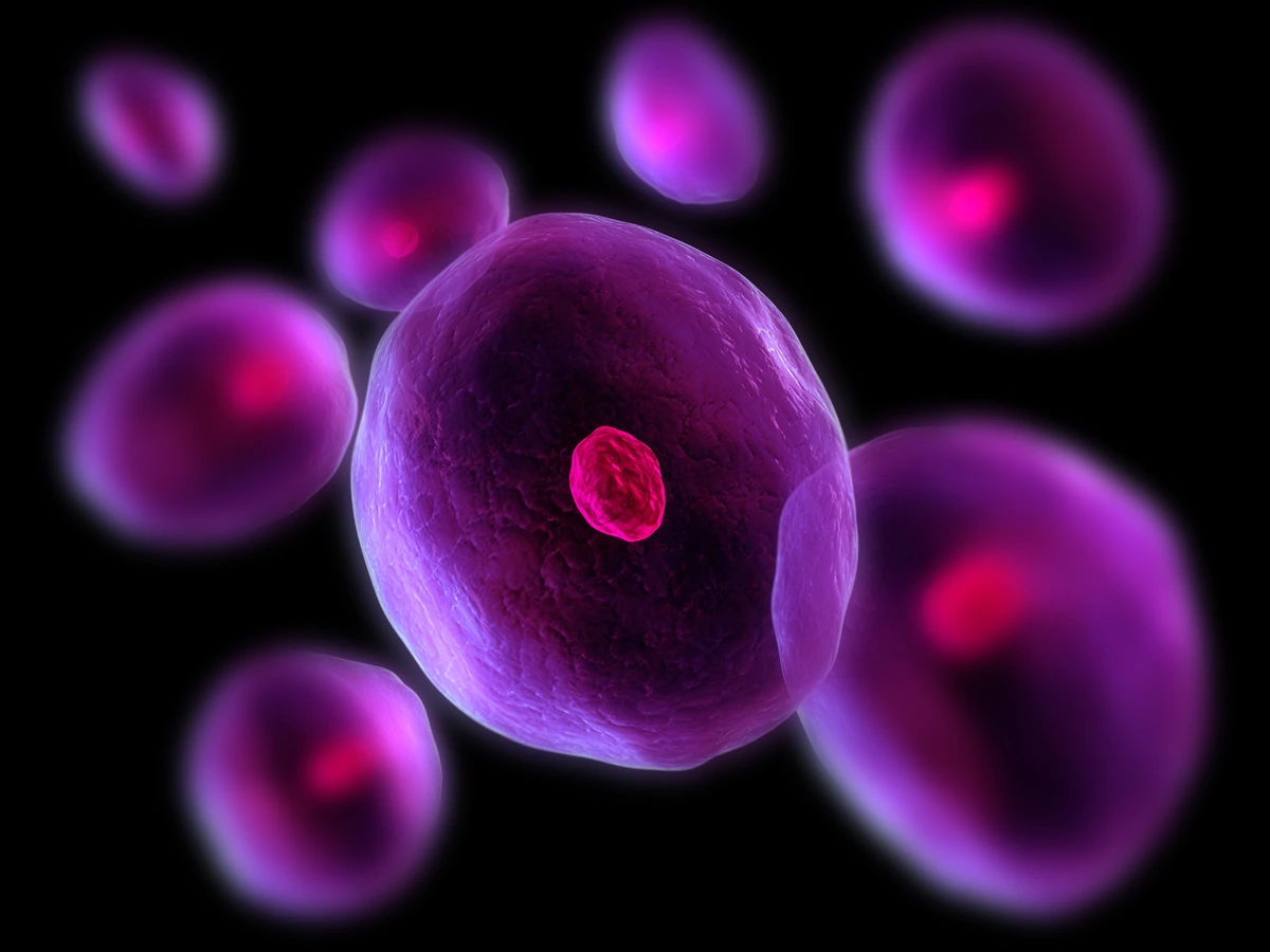 Eva Hörmanseder receives DFG grant to investigate cell-fate changes ...