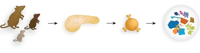 The mouse islet atlas (MIA) offers new insights into diabetes by enhancing the study of pancreatic islets and β-cells