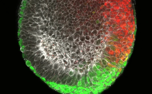 Stained image of an early mouse embryo (gastrula) showing the forming endoderm in green and the forming mesoderm in red