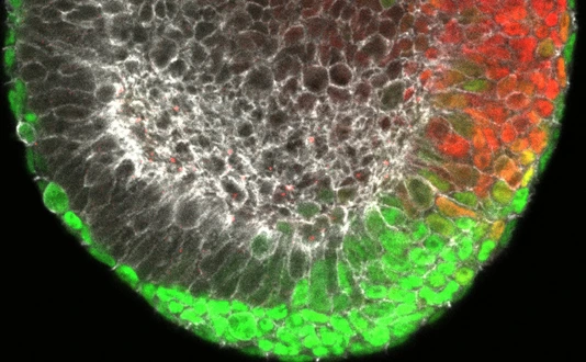 Stained image of an early mouse embryo (gastrula) showing the forming endoderm in green and the forming mesoderm in red