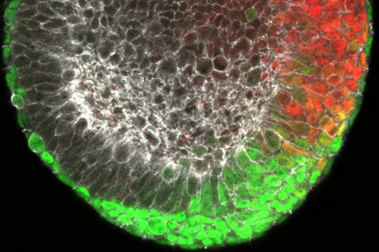 Stained image of an early mouse embryo (gastrula) showing the forming endoderm in green and the forming mesoderm in red
