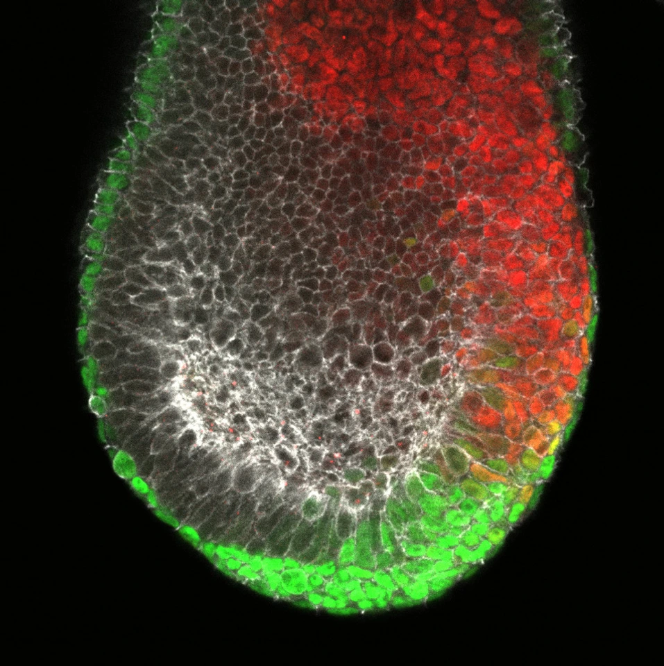 Stained image of an early mouse embryo (gastrula) showing the forming endoderm in green and the forming mesoderm in red