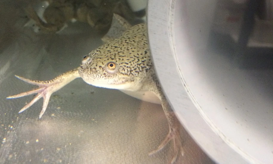 Hörmanseder_Xenopus_laevis_frogs