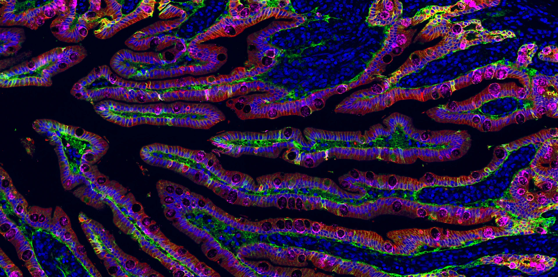 Rodriguez-Calvo_Epithelium_duodenum
