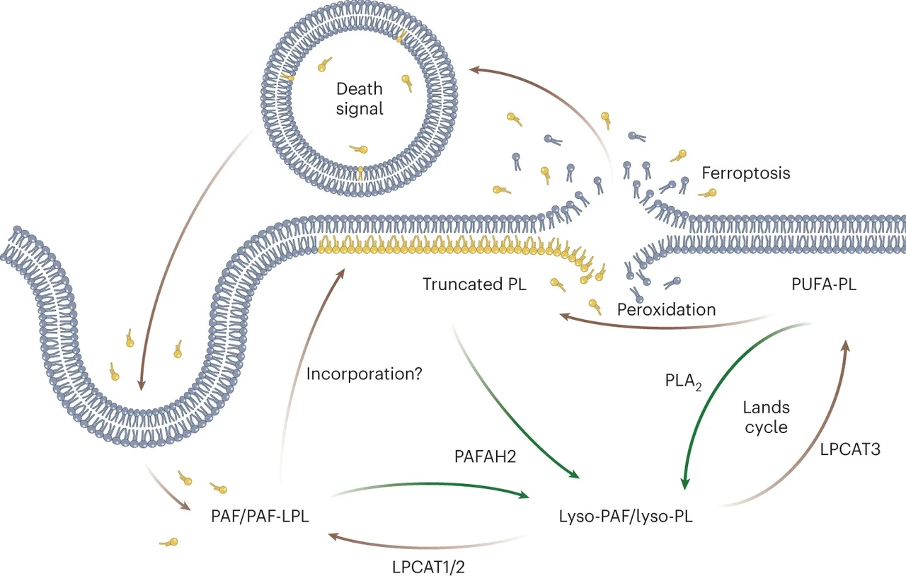 41589_2023_1541_Fig1_HTML2