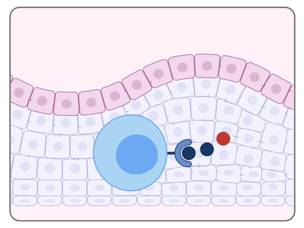 Immune-metabolic crosstalk in target tissues of diabetes