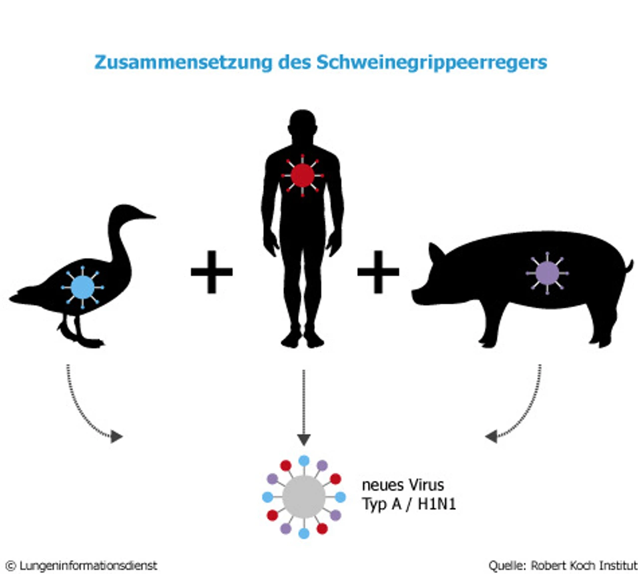 Zusammensetzung-des-Schweinegrippenerregers