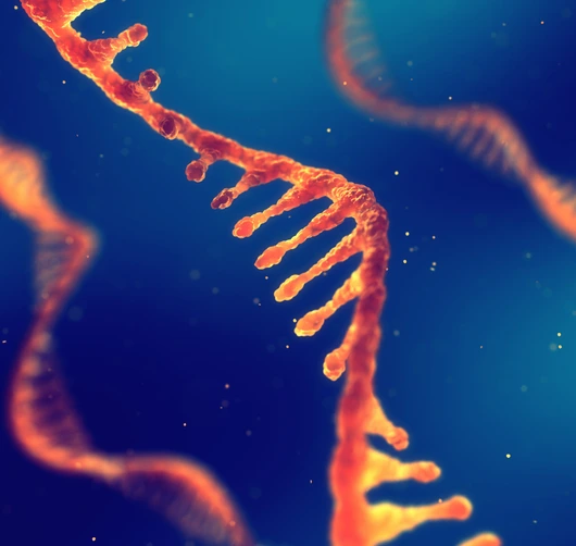 RNA research and therapy