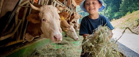 Kind füttert Kühe mit Heu - Hygienehypothese