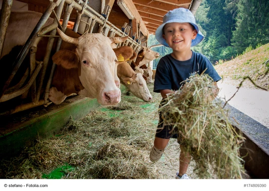 Un bambino con cappellino si occupa delle vacche giocando con loro e portandogli il fieno nelle mangiatoie