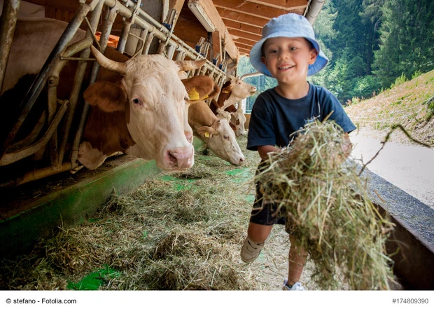 Un bambino con cappellino si occupa delle vacche giocando con loro e portandogli il fieno nelle mangiatoie