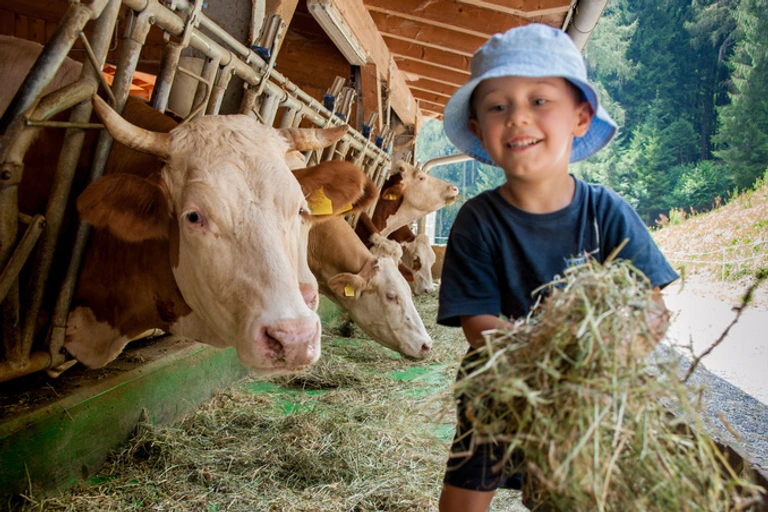 Un bambino con cappellino si occupa delle vacche giocando con loro e portandogli il fieno nelle mangiatoie