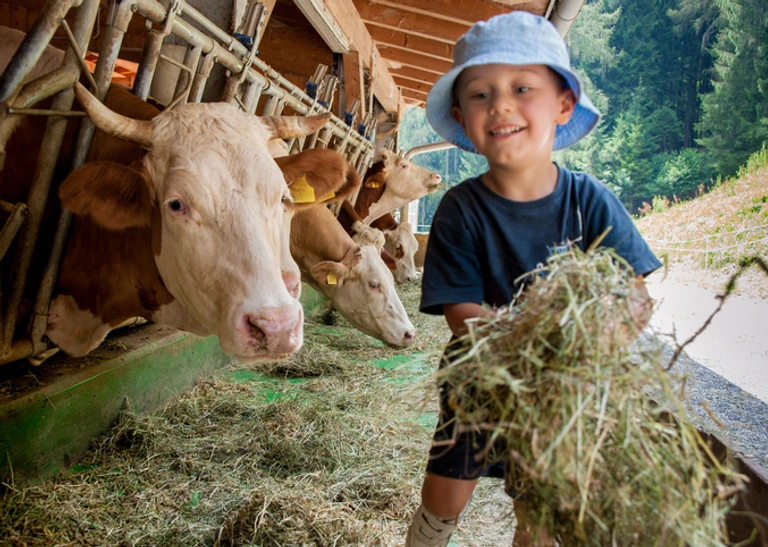 Un bambino con cappellino si occupa delle vacche giocando con loro e portandogli il fieno nelle mangiatoie