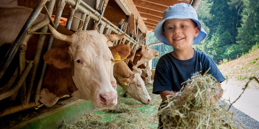 The "farm effect" can protect against allergies, asthma, and hay fever.