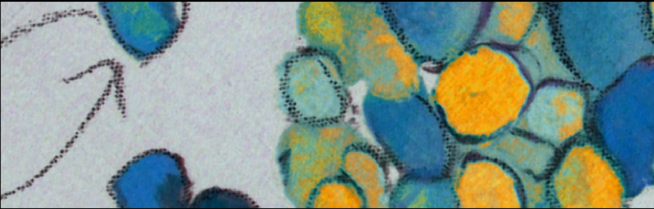 SFB 1054 Cell-Fate Decisions