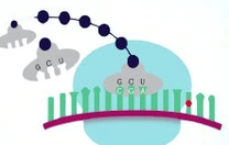 A new study clarifies the role of the RNA methyltransferase METTL5, showing that it does not modify mRNA in living cells but is instead restricted to rRNA.
