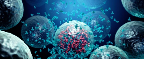 Antibodies destroy an infected cell by a virus, immun defense kill the infected cell