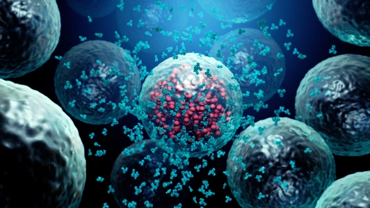 Antibodies destroy an infected cell by a virus, immun defense kill the infected cell