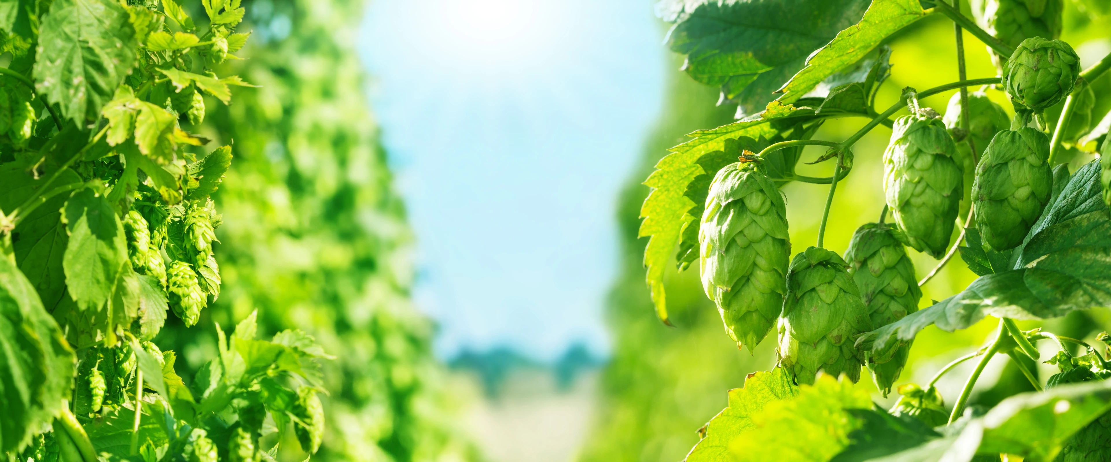 Hopfen, Hopfenfeld, blauer Himmel und Sonne, Banner