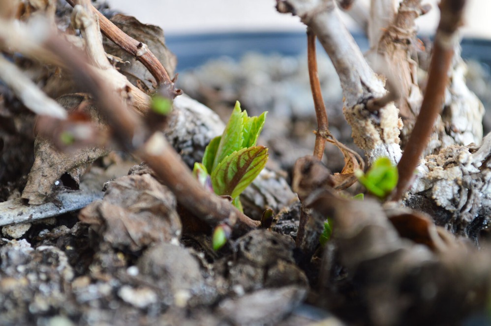 Grüne Blattknospen an einem braun-grauen Ast