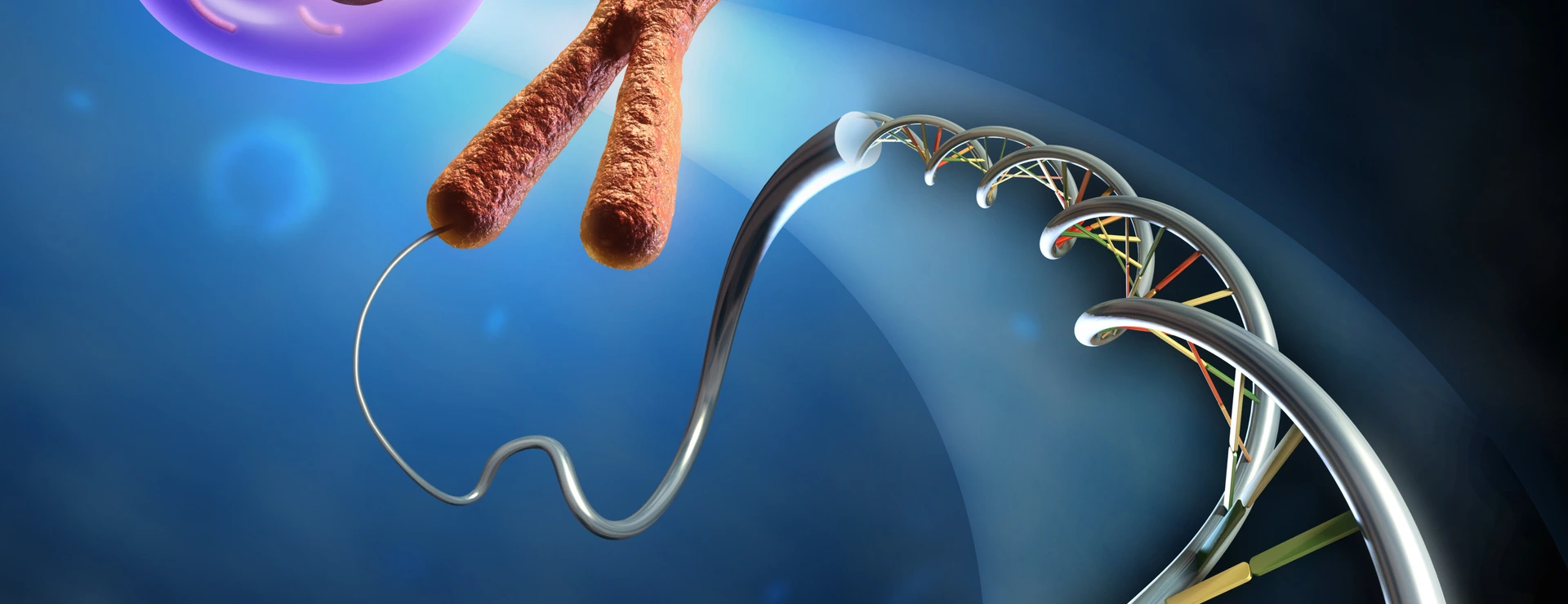 From Dna to cell
