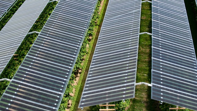 BayWa r.e. wins smarter E AWARD for “fruitvoltaic” system