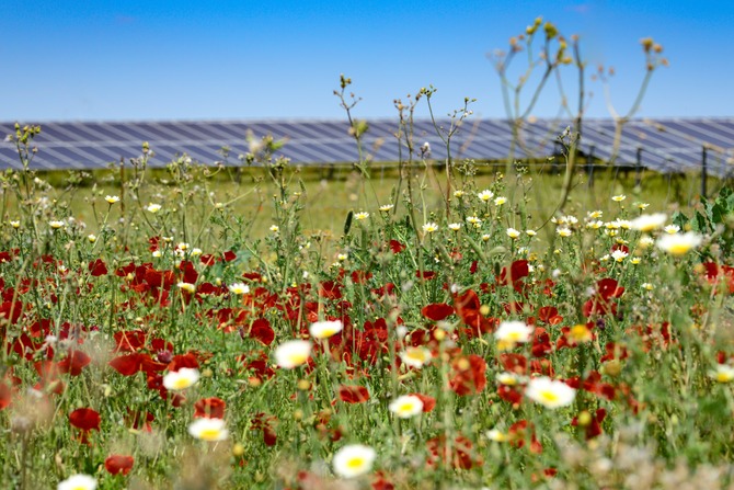 Solar farm