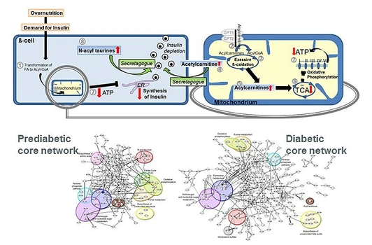 How β-cell lose their ability to provide insulin in the progress of type 2 diabetes.