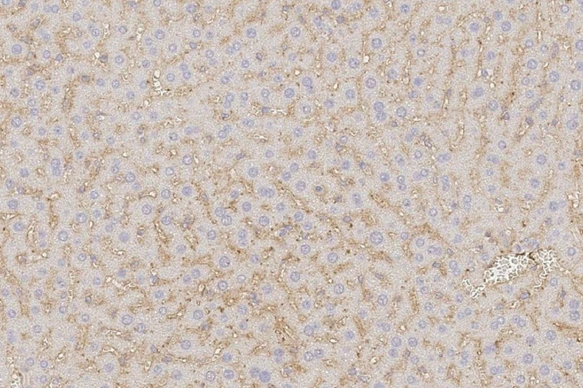 T-cell engager antibodies