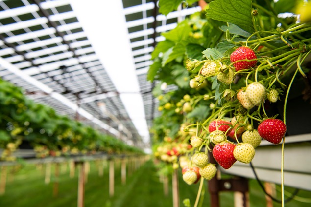 Agri-PV Projects