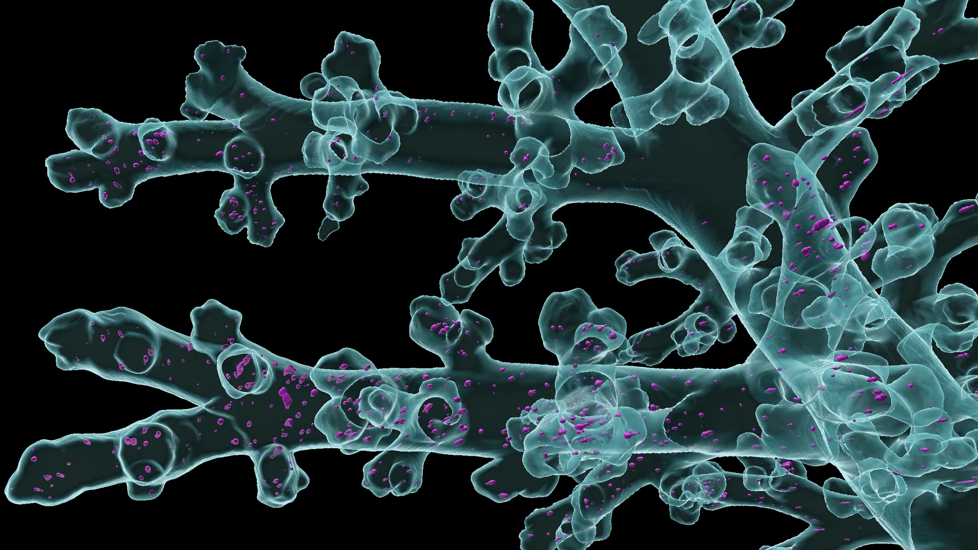 LungVis 1.0 unveils spatial profiling of nanoparticle delivery and acinar migration of lung macrophages