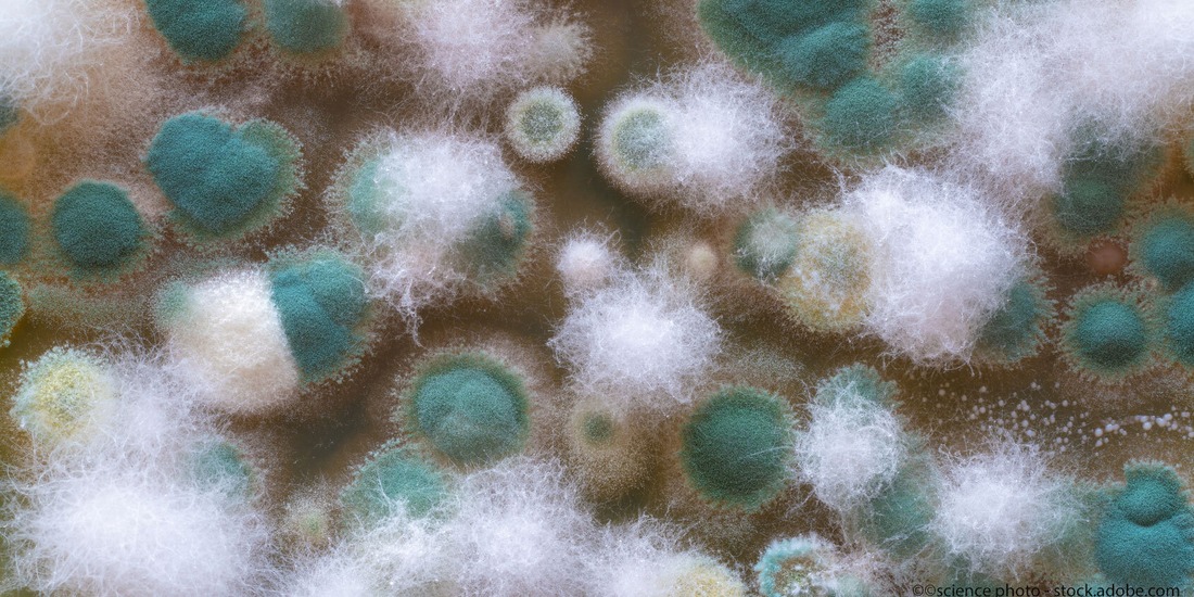Schimmelallergie