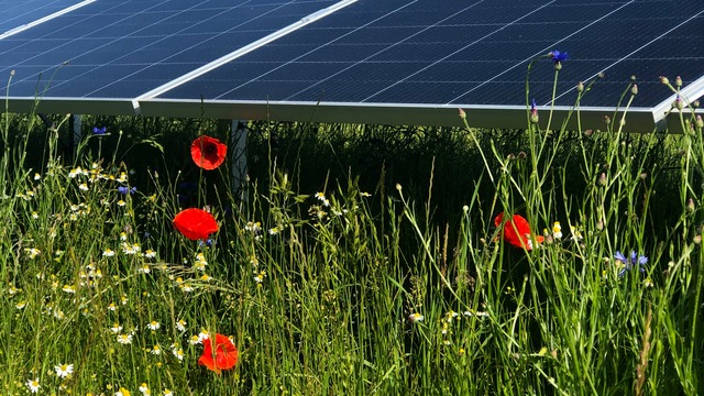 flowers in front of PV Panels