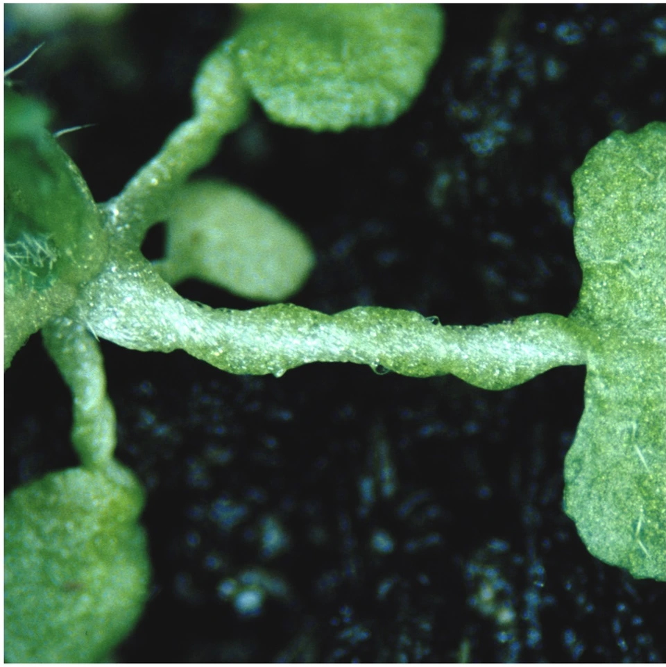 Arabidopsis Leaf torsion
