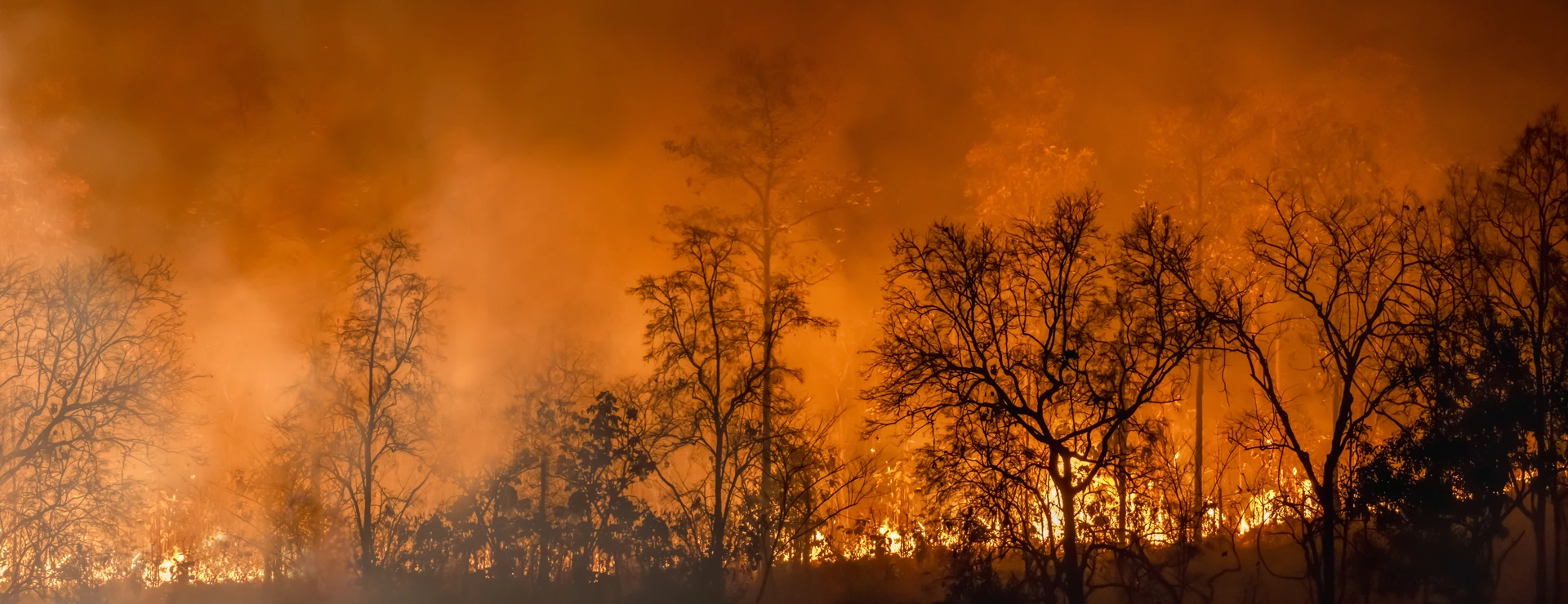 Rain forest fire disaster is burning caused by humans