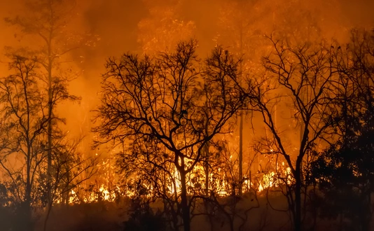Rain forest fire disaster is burning caused by humans