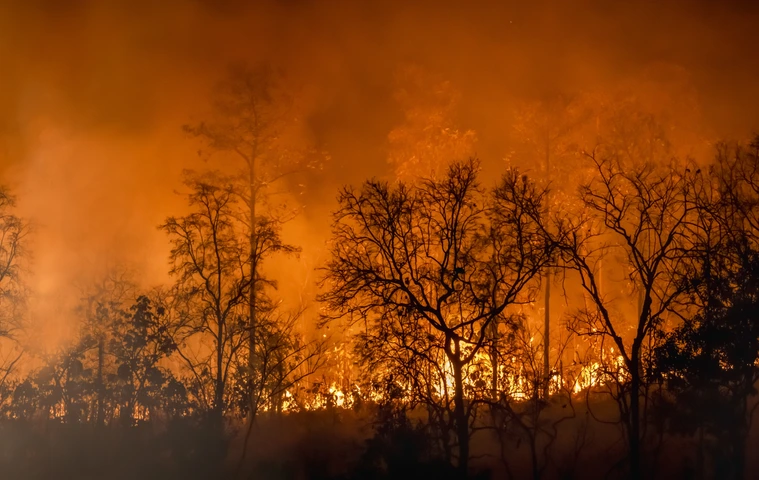 Rain forest fire disaster is burning caused by humans
