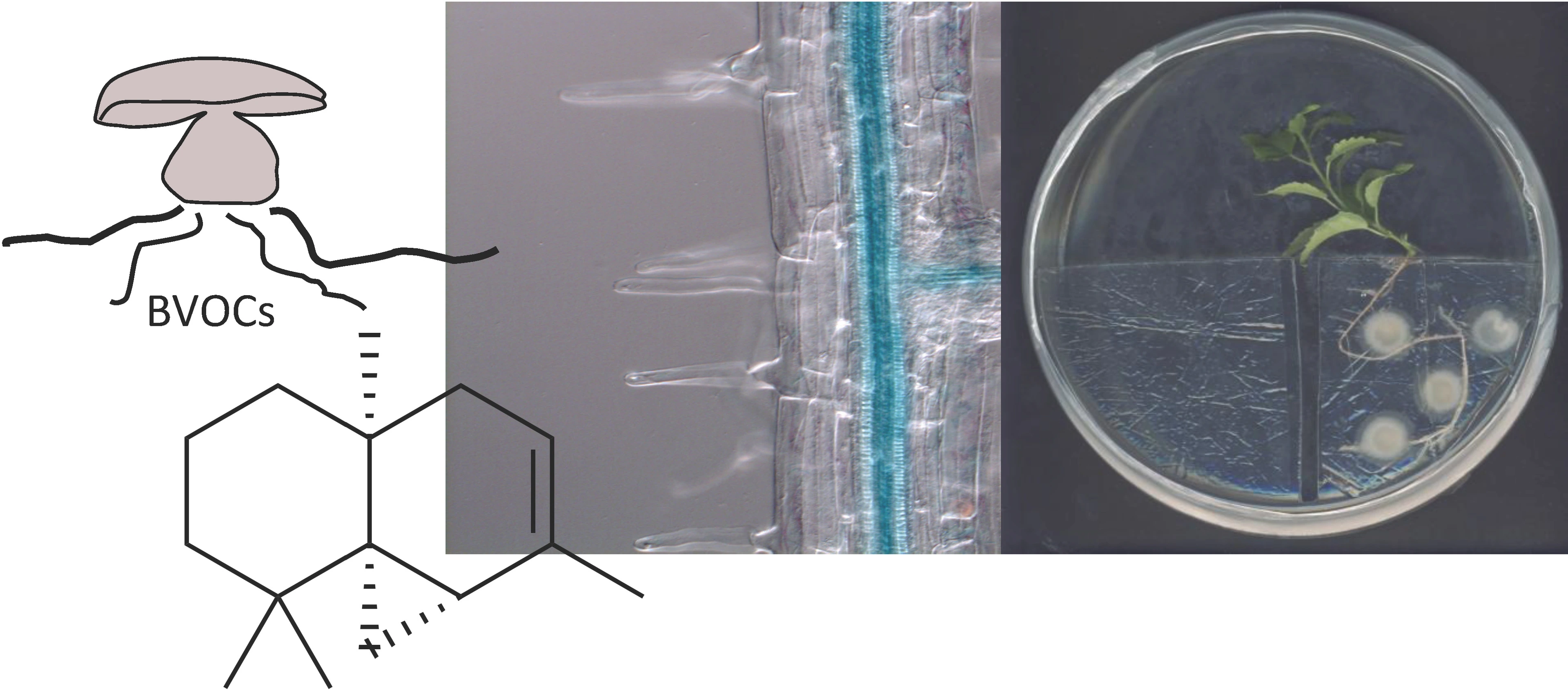 EUS_popplars tripartite