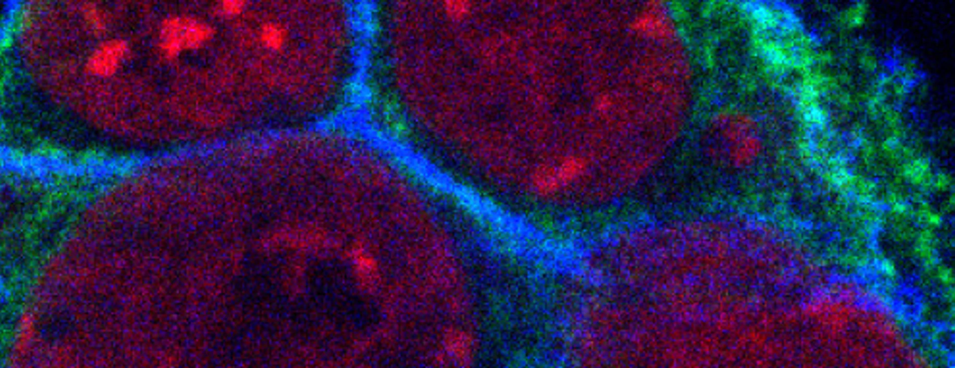Mouse Embryonic Stem Cells, Mikroskopy Image  by Yung Li Chen