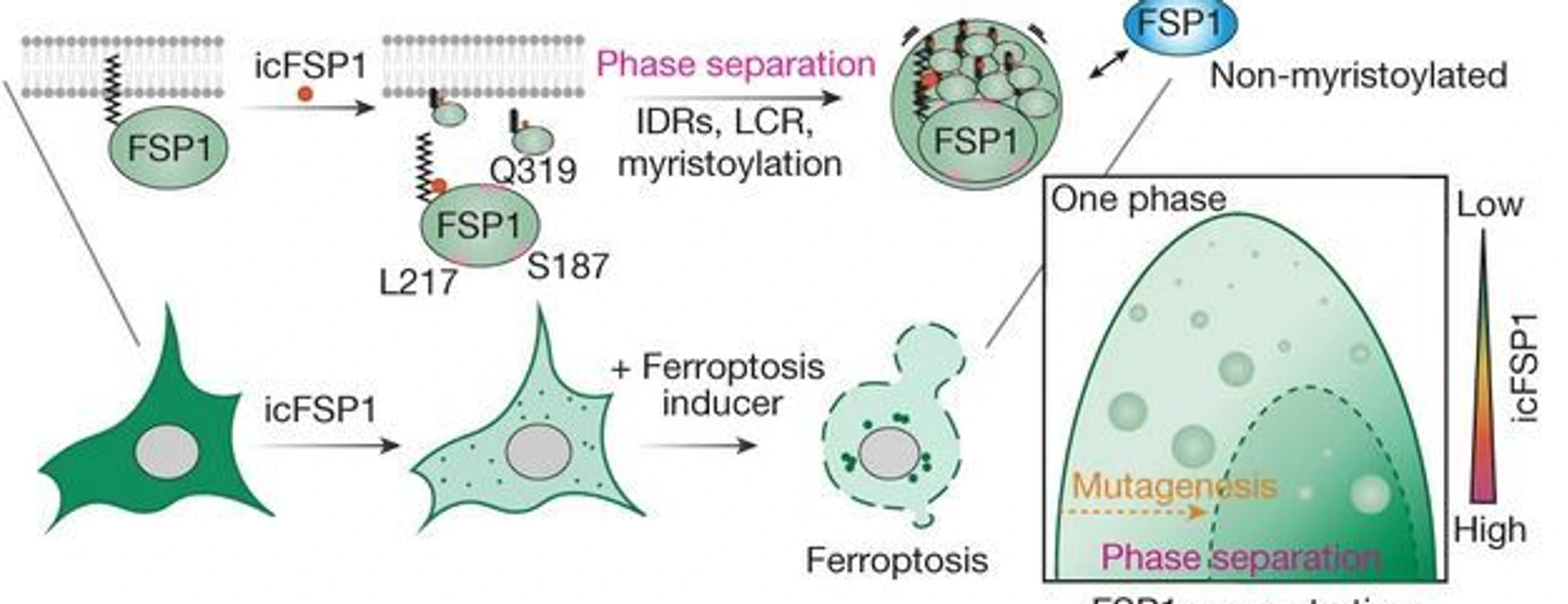 Fig4_Nakamura_FSP1