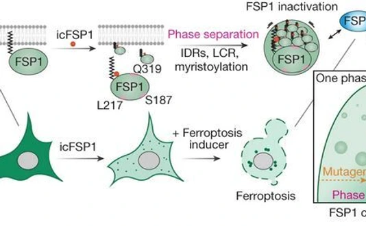 Fig4_Nakamura_FSP1