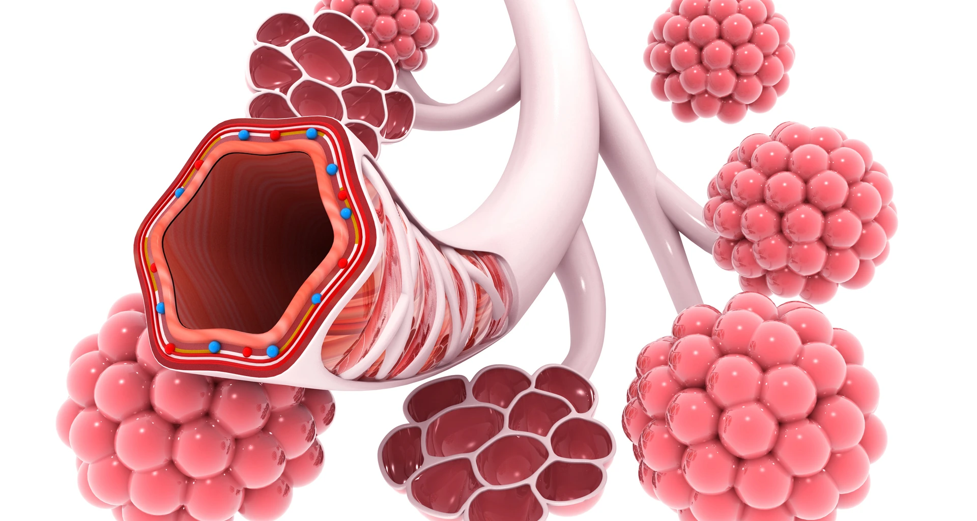 Alveoli in lungs 3d illustration