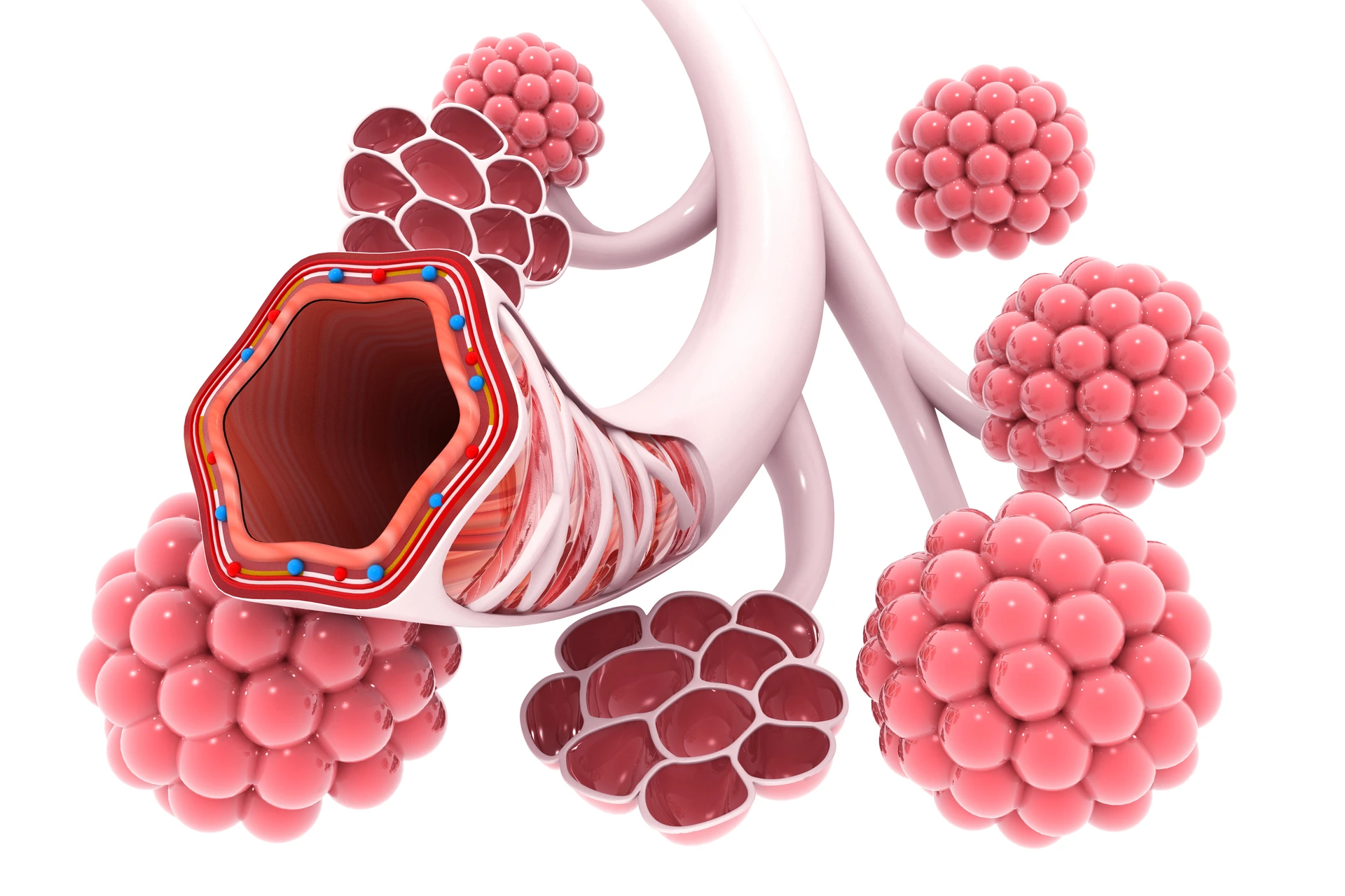 Alveoli in lungs 3d illustration