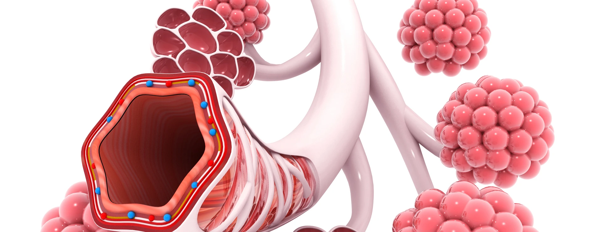Alveoli in lungs 3d illustration