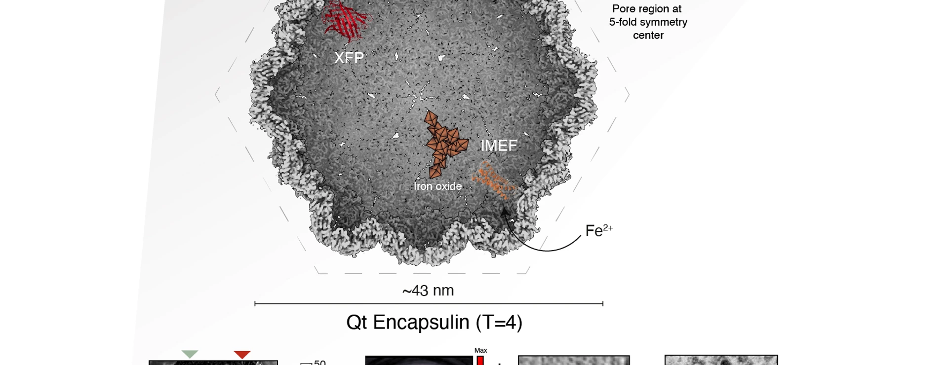 What happens in encapsulins stays in encapsulins - bioorthogonal compartments in mammalian cells