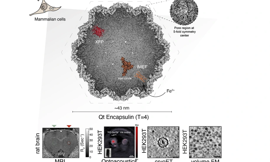 What happens in encapsulins stays in encapsulins - bioorthogonal compartments in mammalian cells