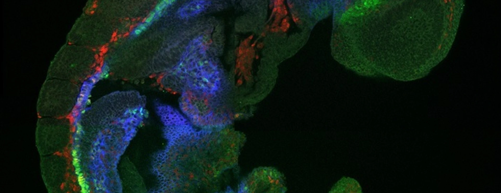 Mouse Embryo Immunofluorescent IDR